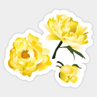 yellow peony on blue Sticker